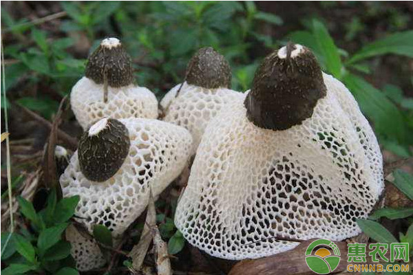 “真菌之花”竹荪的高产栽培管理要点 “真菌之花”竹荪的高产栽培管理要点-图片版权归惠农网所有