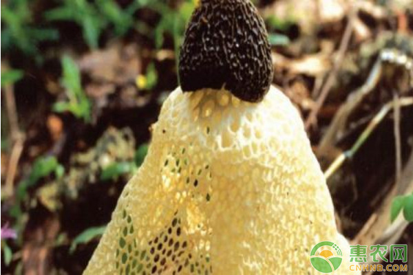 “真菌之花”竹荪的高产栽培管理要点 “真菌之花”竹荪的高产栽培管理要点-图片版权归惠农网所有