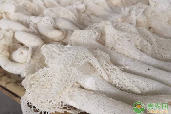 竹荪种植技术大全-图片版权归惠农网所有