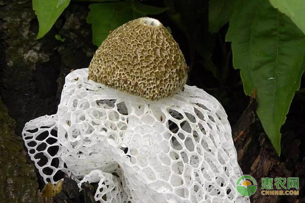 栽培竹荪有哪些方法?-图片版权归惠农网所有