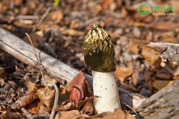 栽培竹荪有哪些方法?-图片版权归惠农网所有