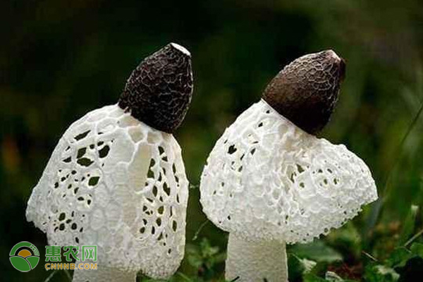 栽培竹荪有哪些方法?-图片版权归惠农网所有