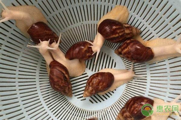 蜗牛的室内养殖方法-图片版权归惠农网所有