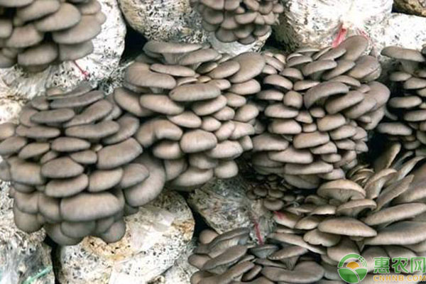 越夏平菇种植方法技术-图片版权归惠农网所有