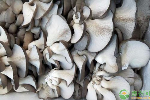 越夏平菇种植方法技术-图片版权归惠农网所有