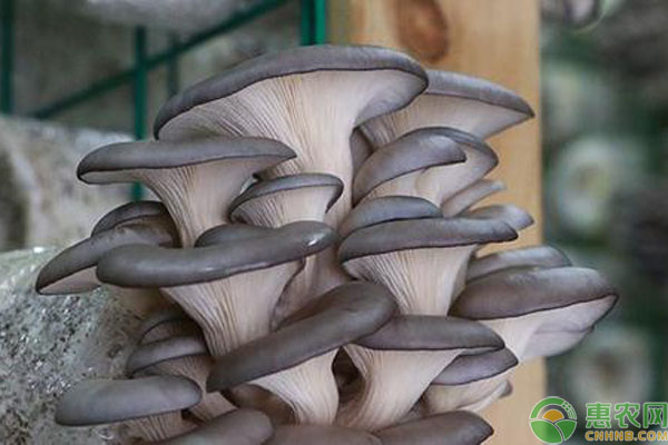 越夏平菇种植方法技术-图片版权归惠农网所有