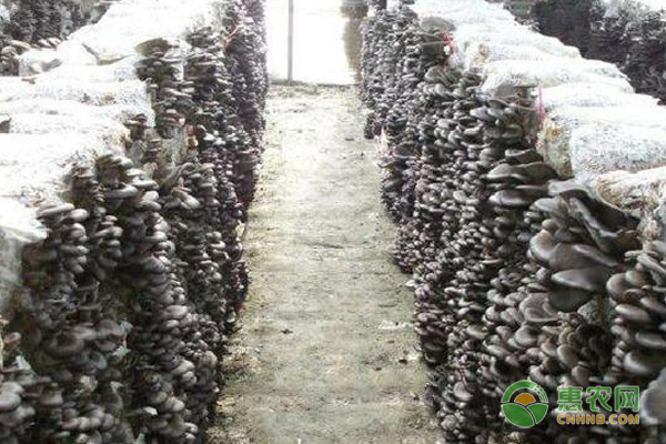 平菇怎么保湿？3个保湿技巧介绍-图片版权归惠农网所有