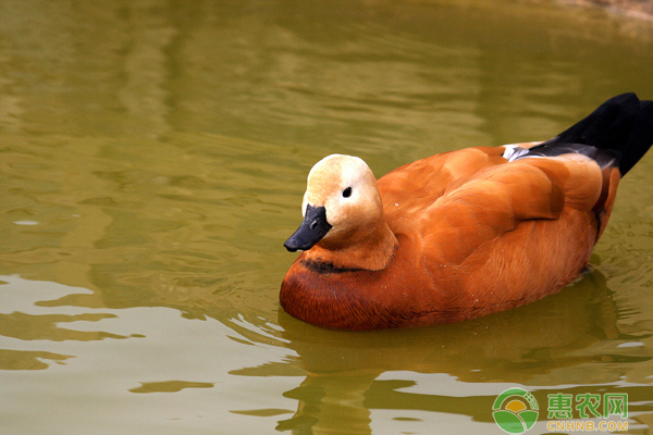 赤麻鸭喜欢什么食物？赤麻鸭人工养殖要点-图片版权归惠农网所有