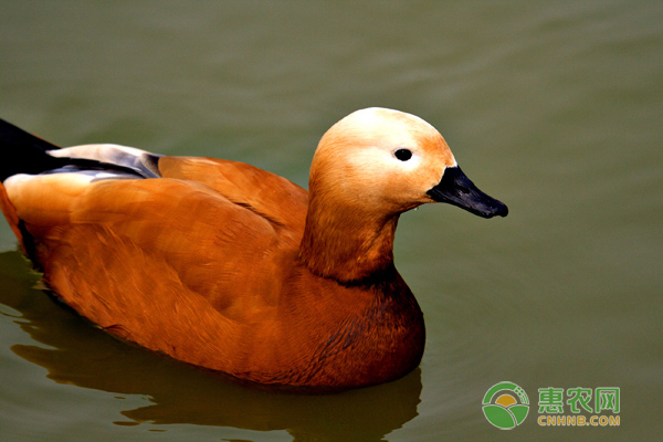 赤麻鸭喜欢什么食物？赤麻鸭人工养殖要点-图片版权归惠农网所有