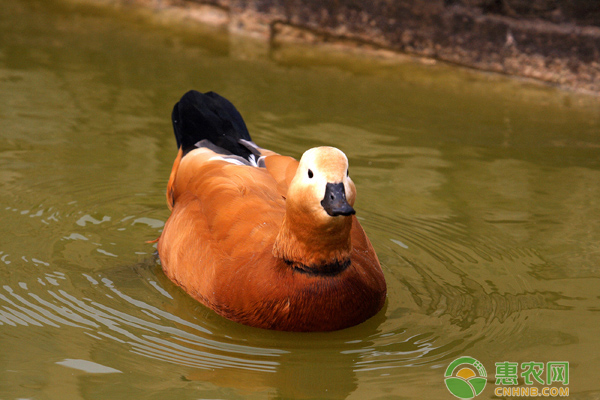 赤麻鸭喜欢什么食物？赤麻鸭人工养殖要点-图片版权归惠农网所有