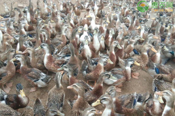 麻鸭养殖多少天出栏？-图片版权归惠农网所有