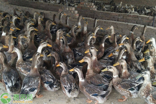 麻鸭养殖多少天出栏？-图片版权归惠农网所有