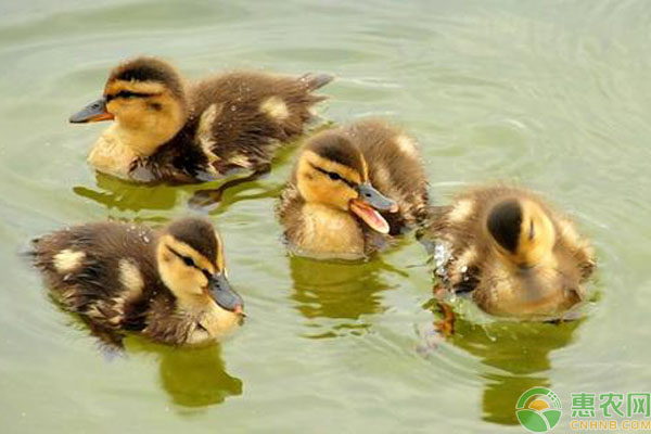 麻鸭雏鸭饲养注意这6点，可提高成活率及快速育肥！-图片版权归惠农网所有