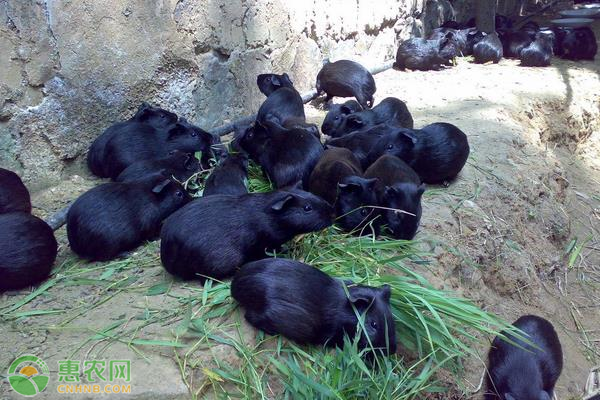 黑豚鼠的养殖技术-图片版权归惠农网所有