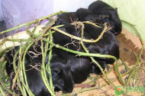 黑豚鼠的养殖方法-图片版权归惠农网所有