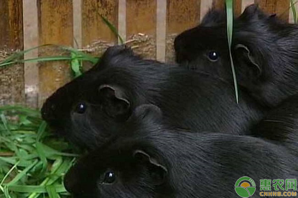 黑豚鼠的养殖方法-图片版权归惠农网所有