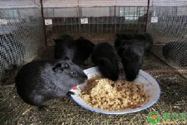 黑豚鼠的养殖方法-图片版权归惠农网所有