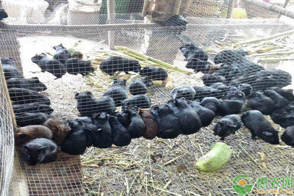 黑豚的高效养殖技术-图片版权归惠农网所有