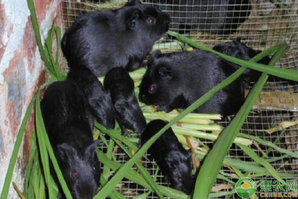 黑豚的高效养殖技术-图片版权归惠农网所有