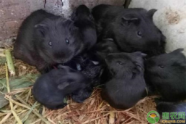 黑豚的高效养殖技术-图片版权归惠农网所有