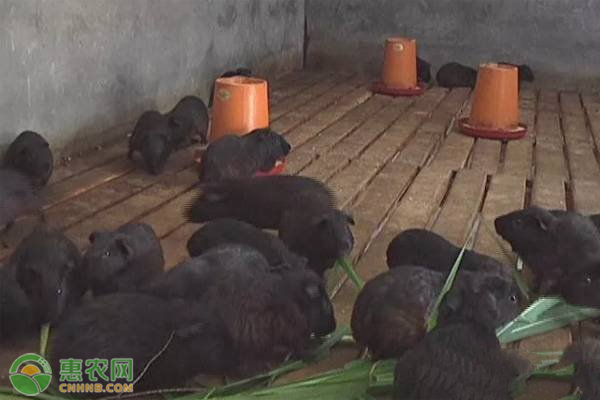 黑豚鼠养殖新技术-图片版权归惠农网所有