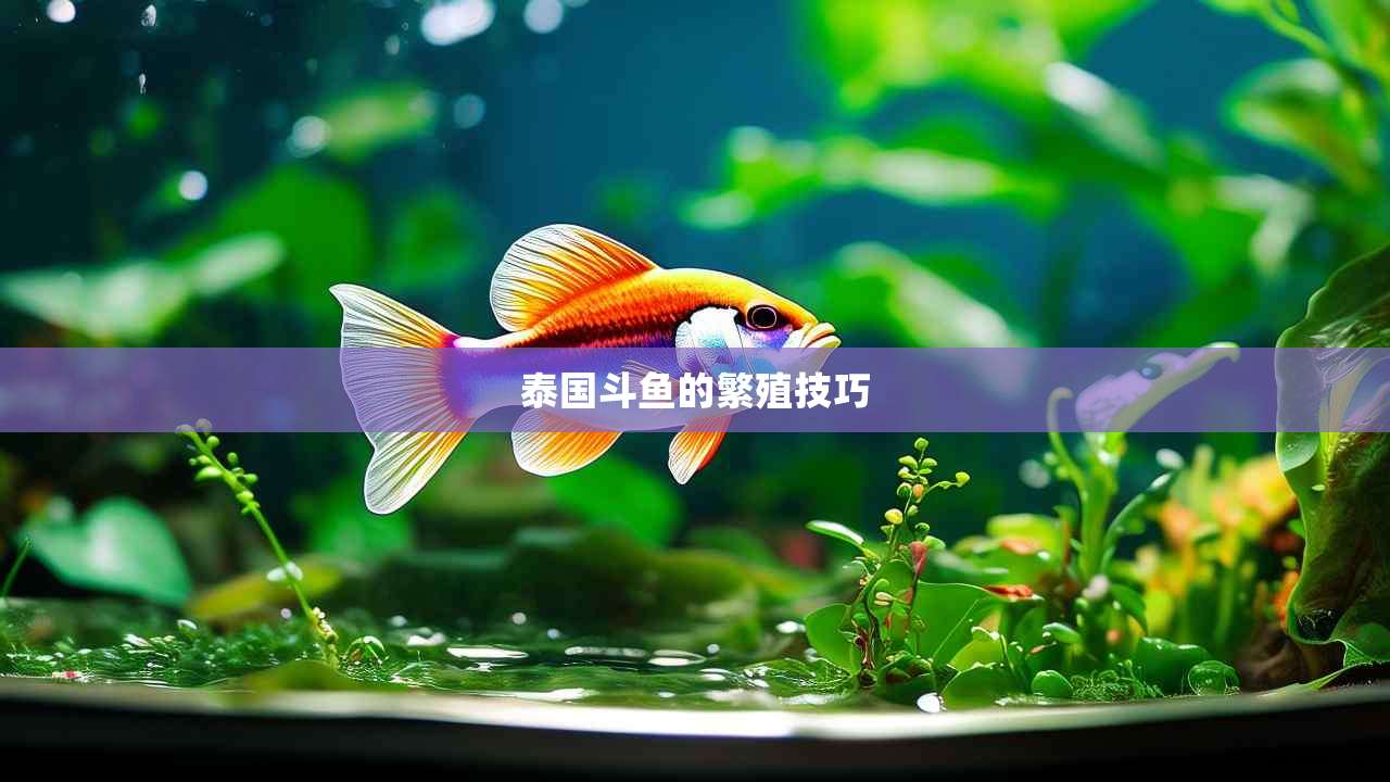 泰国斗鱼的繁殖技巧