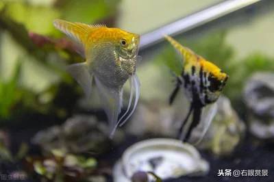 神仙鱼适宜水温的科学依据