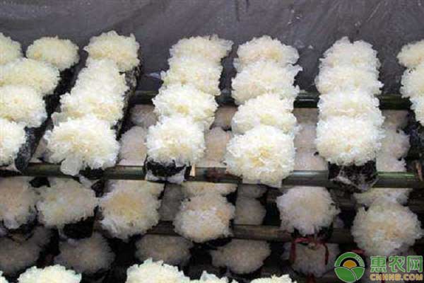 种植课堂：银耳怎么培育？-图片版权归惠农网所有
