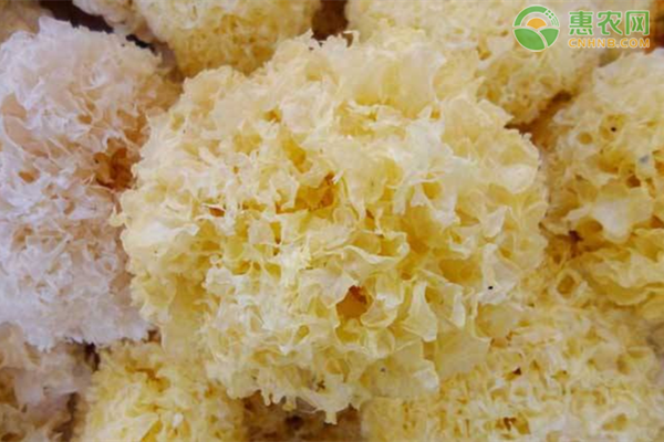 种植课堂：银耳怎么培育？-图片版权归惠农网所有