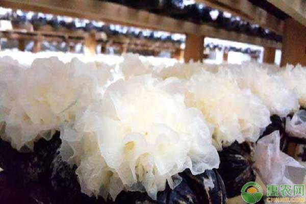 种植课堂：银耳怎么培育？-图片版权归惠农网所有
