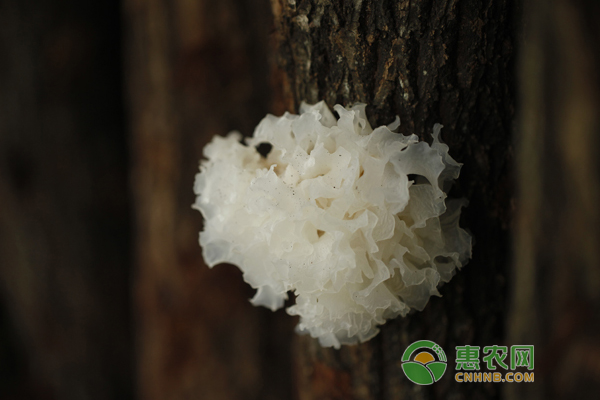 银耳原种怎么制作？银耳原种的制作方法！-图片版权归惠农网所有