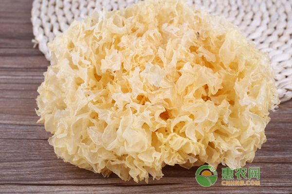 银耳原种怎么制作？银耳原种的制作方法！-图片版权归惠农网所有