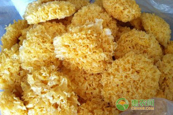 银耳原种怎么制作？银耳原种的制作方法！-图片版权归惠农网所有