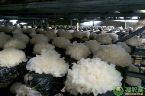 银耳怎么栽培?银耳的代料栽培方式介绍 银耳怎么栽培?银耳的代料栽培方式介绍-图片版权归惠农网所有