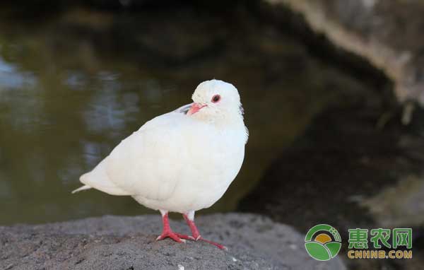 如何鉴别鸽子的性别？鸽子雌雄鉴定方法-图片版权归惠农网所有