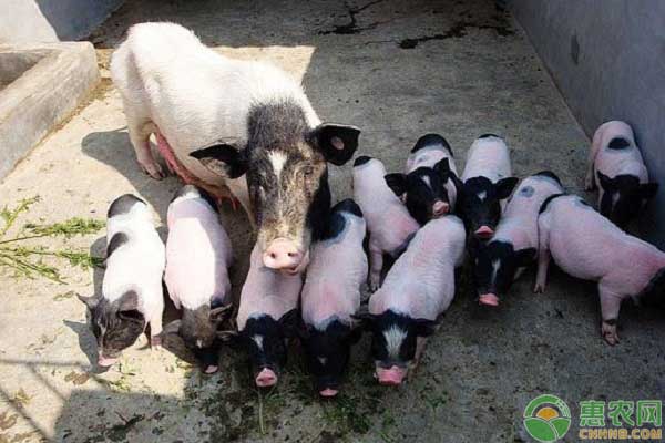 香猪高产养殖管理措施-图片版权归惠农网所有