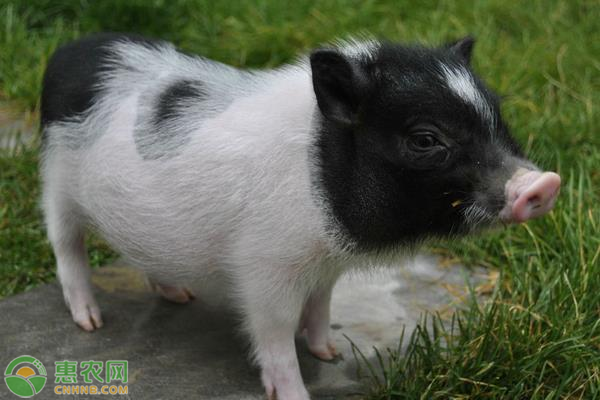 香猪关键养殖技术-图片版权归惠农网所有