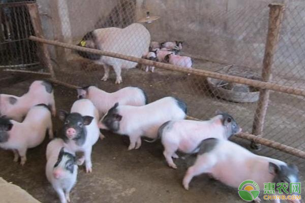 香猪关键养殖技术-图片版权归惠农网所有