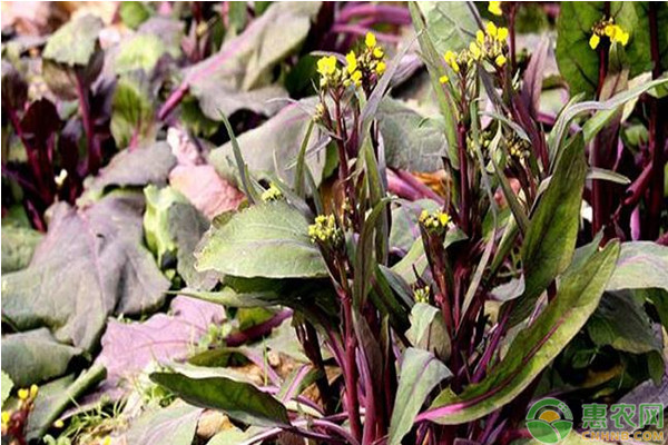 红菜苔种植时间和种植方法-图片版权归惠农网所有