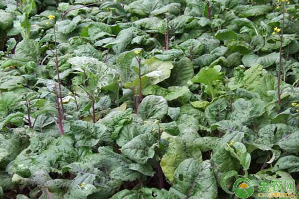 红菜苔种植时间和种植方法-图片版权归惠农网所有