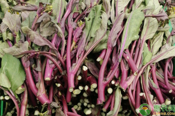 红菜苔大棚种植技术-图片版权归惠农网所有