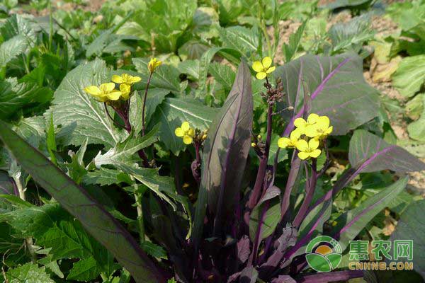 红菜苔大棚种植技术-图片版权归惠农网所有