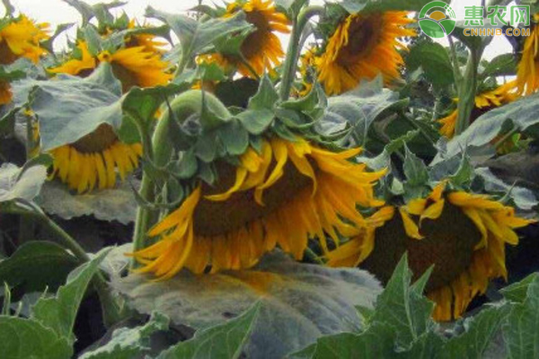 油葵地膜栽培技术-图片版权归惠农网所有