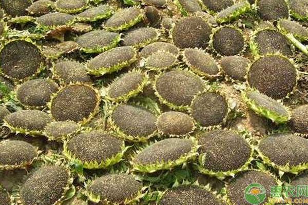 油葵地膜栽培技术-图片版权归惠农网所有