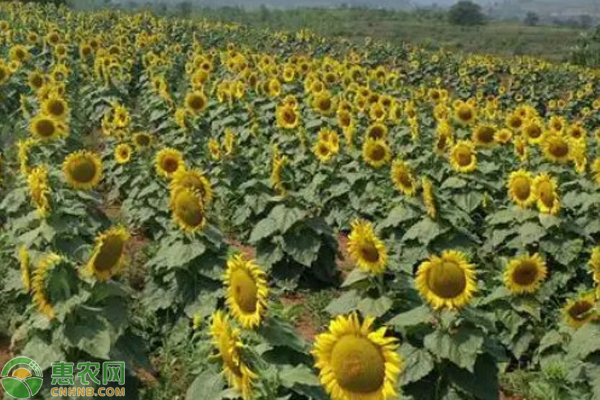 油葵地膜栽培技术-图片版权归惠农网所有