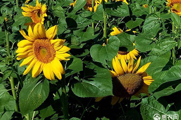 油葵什么时候种植最合适?-图片版权归惠农网所有