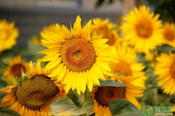 春季油葵的种植技术要点-图片版权归惠农网所有
