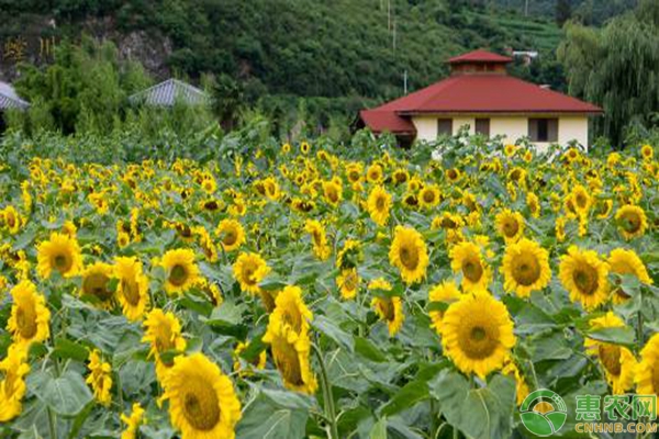 春季油葵的种植技术要点-图片版权归惠农网所有
