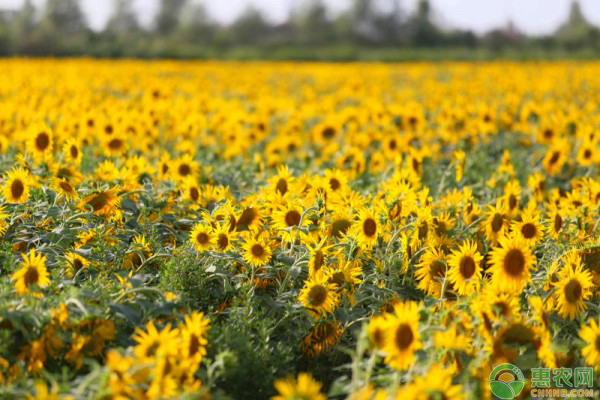 油葵品种和栽培技术-图片版权归惠农网所有