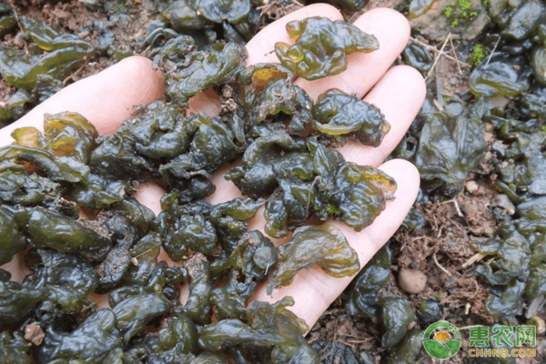 大棚种植地皮菜技术-图片版权归惠农网所有